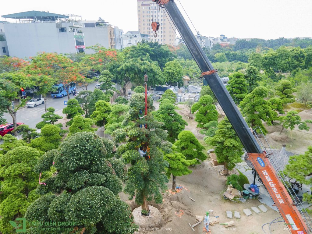 Kỹ thuật vận chuyển cây Tùng La Hán Nhật Bản khổng lồ: Bắt đầu từ đâu? 4 Thiết kế thi công sân vườn trọn gói tại hà nội