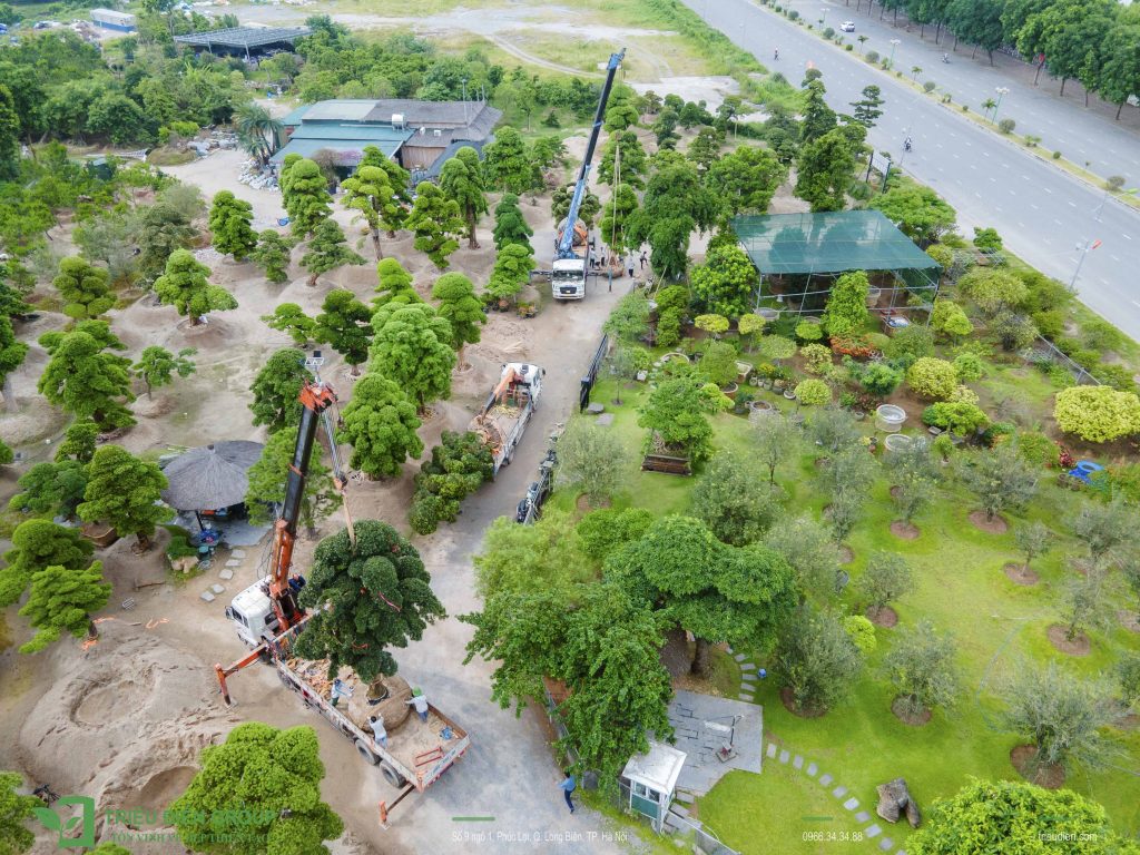 Kỹ thuật vận chuyển cây Tùng La Hán Nhật Bản khổng lồ: Bắt đầu từ đâu? 9 Thiết kế thi công sân vườn trọn gói tại hà nội