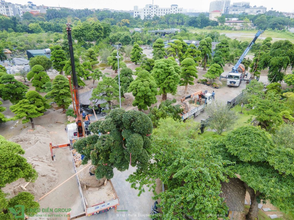 Kỹ thuật vận chuyển cây Tùng La Hán Nhật Bản khổng lồ: Bắt đầu từ đâu? 5 Thiết kế thi công sân vườn trọn gói tại hà nội