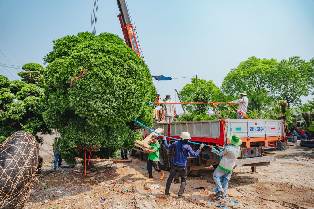 Kỹ thuật vận chuyển cây Tùng La Hán Nhật Bản khổng lồ: Bắt đầu từ đâu? 8 Thiết kế thi công sân vườn trọn gói tại hà nội