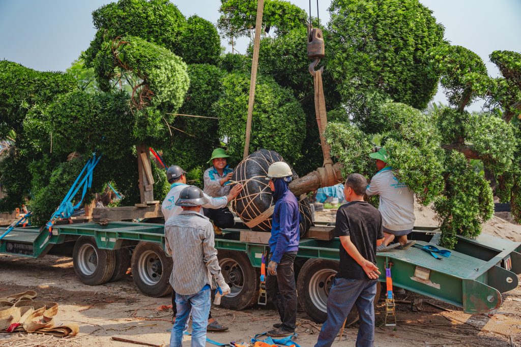 Kỹ thuật vận chuyển cây Tùng La Hán Nhật Bản khổng lồ: Bắt đầu từ đâu? 6 Thiết kế thi công sân vườn trọn gói tại hà nội