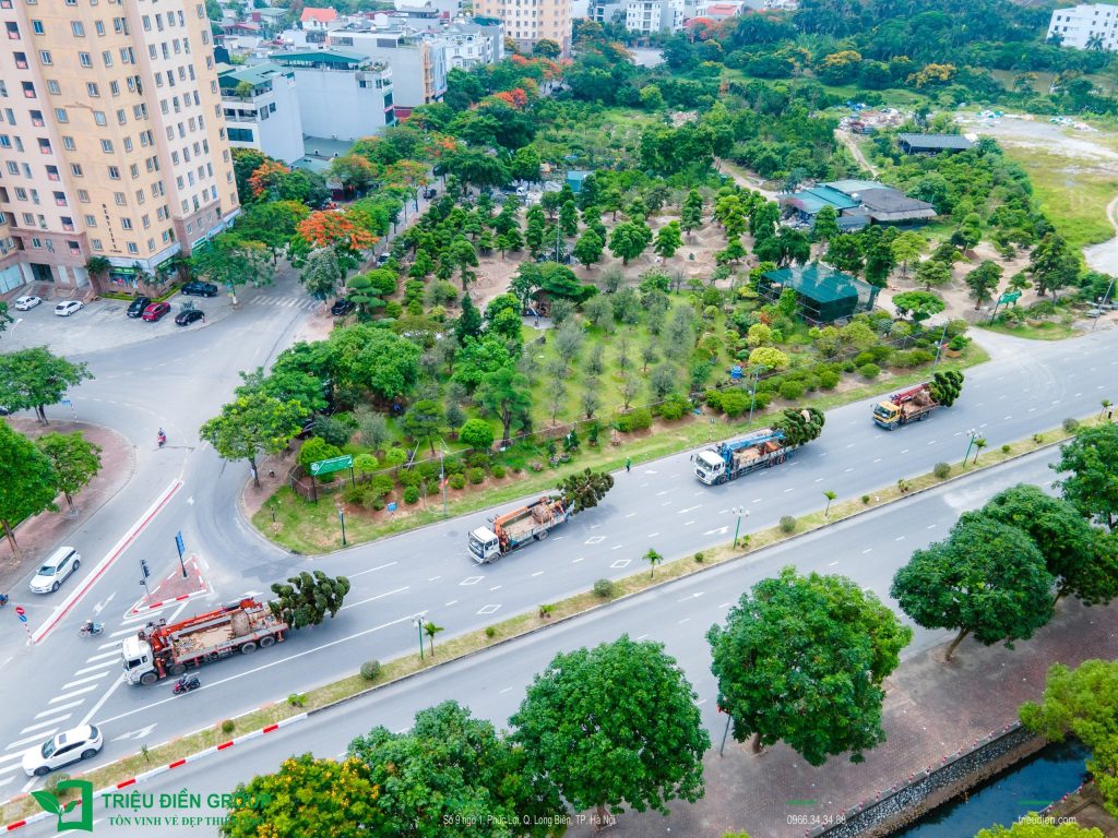 Kỹ thuật vận chuyển cây Tùng La Hán Nhật Bản khổng lồ: Bắt đầu từ đâu?