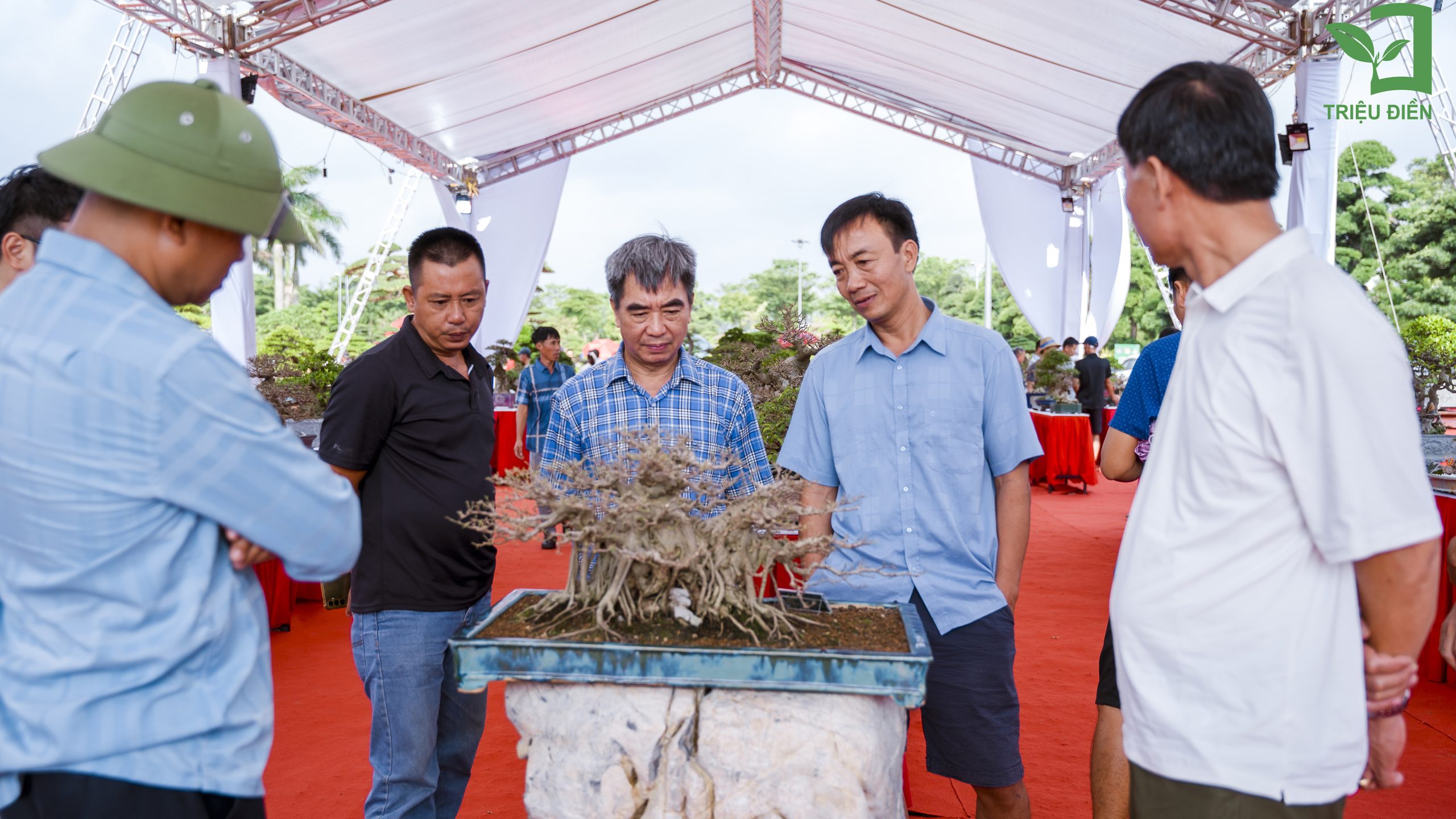 Bàn về bảo tồn: Cây cảnh nghệ thuật cổ