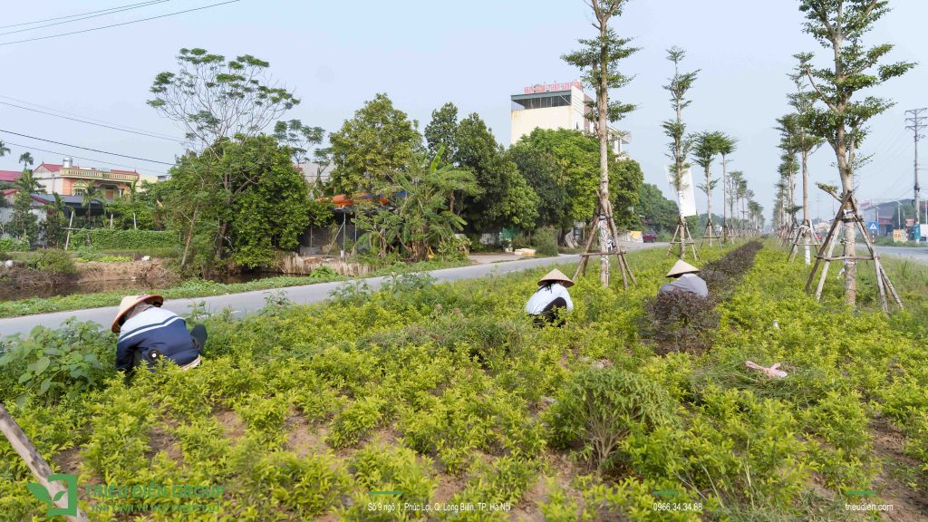 Bác Hồ với "Tứ Tuyệt" của cõi nhân sinh 6 Thiết kế thi công sân vườn trọn gói tại hà nội