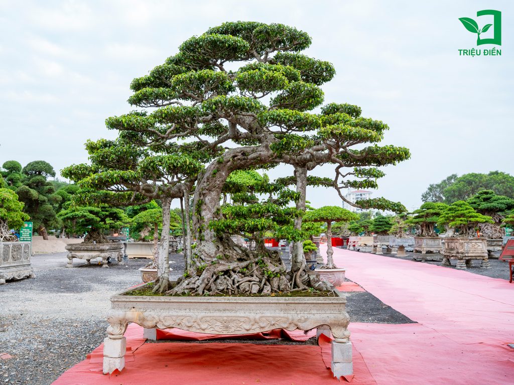 Bàn về tên gọi: "Cây thế, Dáng cây" 3 Thiết kế thi công sân vườn trọn gói tại hà nội