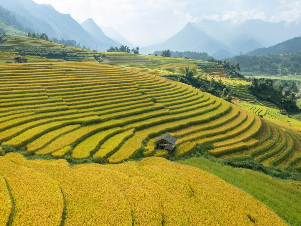 Bàn việc chọn Quốc Hoa – Góc nhìn sâu sắc từ tác giả Lê Quang Khang về biểu tượng văn hóa của dân tộc Việt Nam 2 Thiết kế thi công sân vườn trọn gói tại hà nội