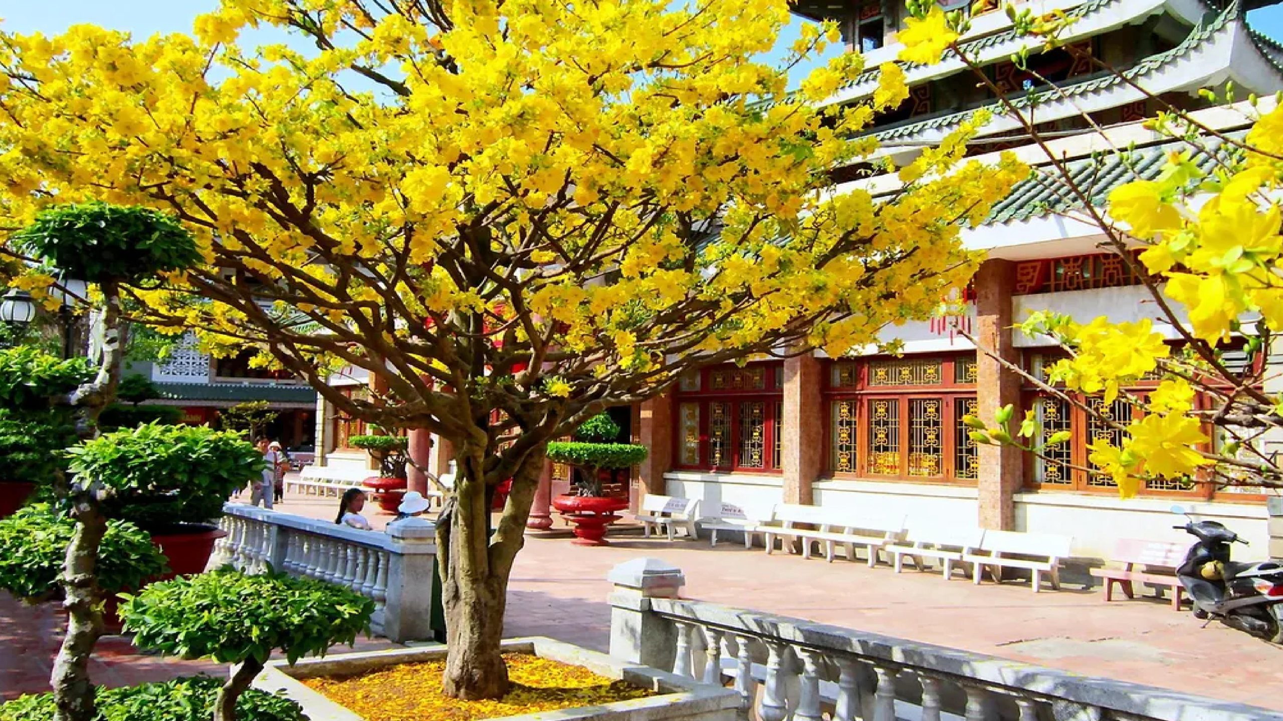 Thiết kế thi công sân vườn trọn gói tại hà nội