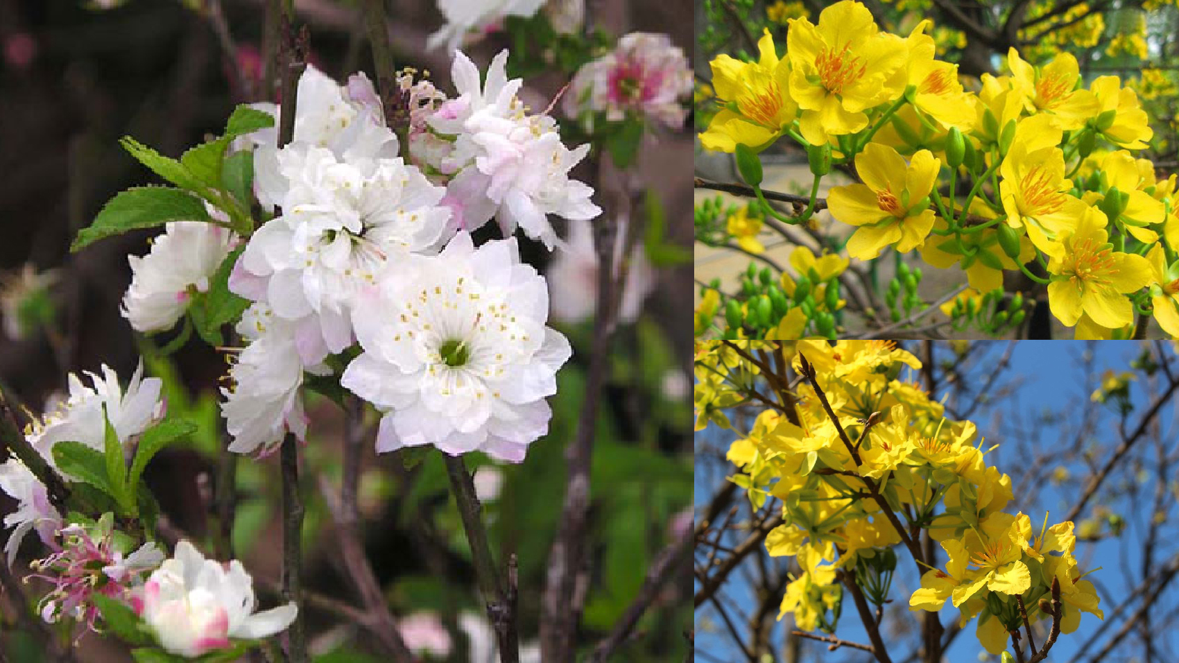 Thiết kế thi công sân vườn trọn gói tại hà nội