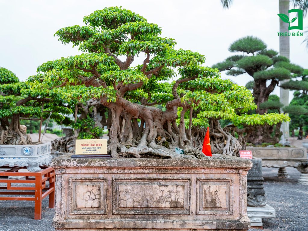 Bàn về tên gọi: "Cây thế, Dáng cây" 2 Thiết kế thi công sân vườn trọn gói tại hà nội