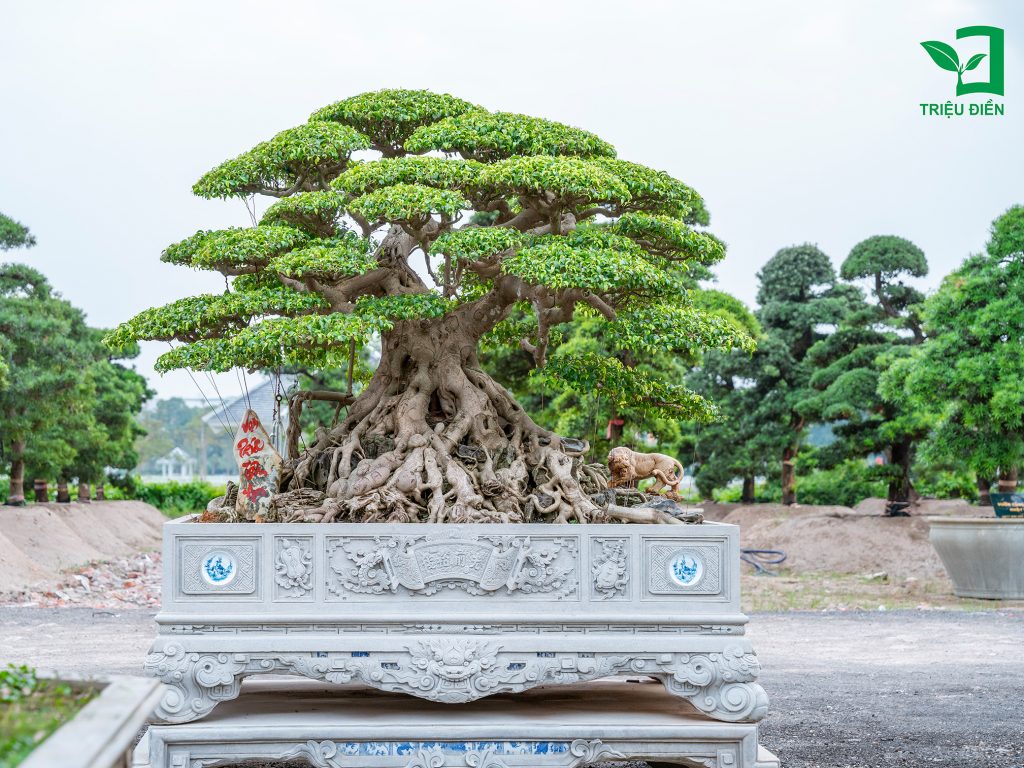 Bàn về tên gọi: "Cây thế, Dáng cây" 4 Thiết kế thi công sân vườn trọn gói tại hà nội
