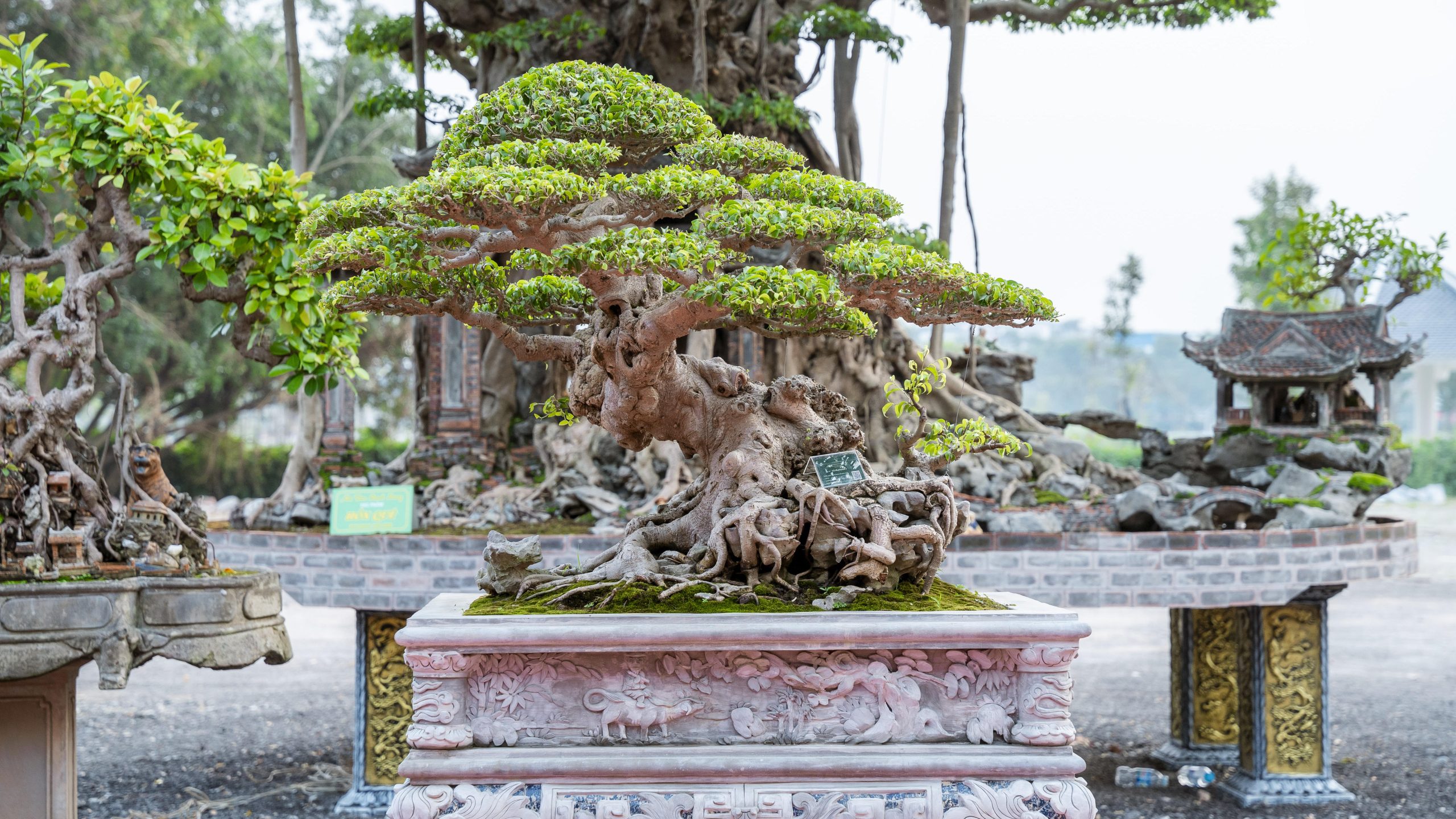 "Tỷ lệ vàng..." Quý như vàng trong tạo tác bosai 1 Thiết kế thi công sân vườn trọn gói tại hà nội