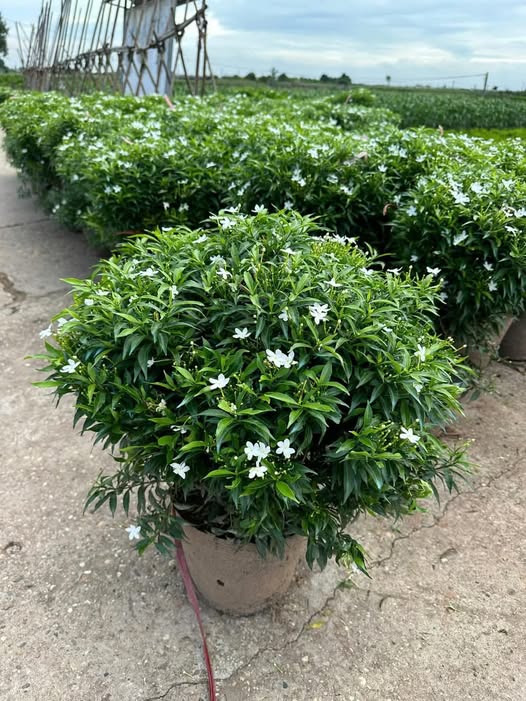 Gợi Ý 10 Loại Hoa Trồng Sân Vườn Biệt Thự Giúp Không Gian Rực Rỡ 8 Thiết kế thi công sân vườn trọn gói tại hà nội