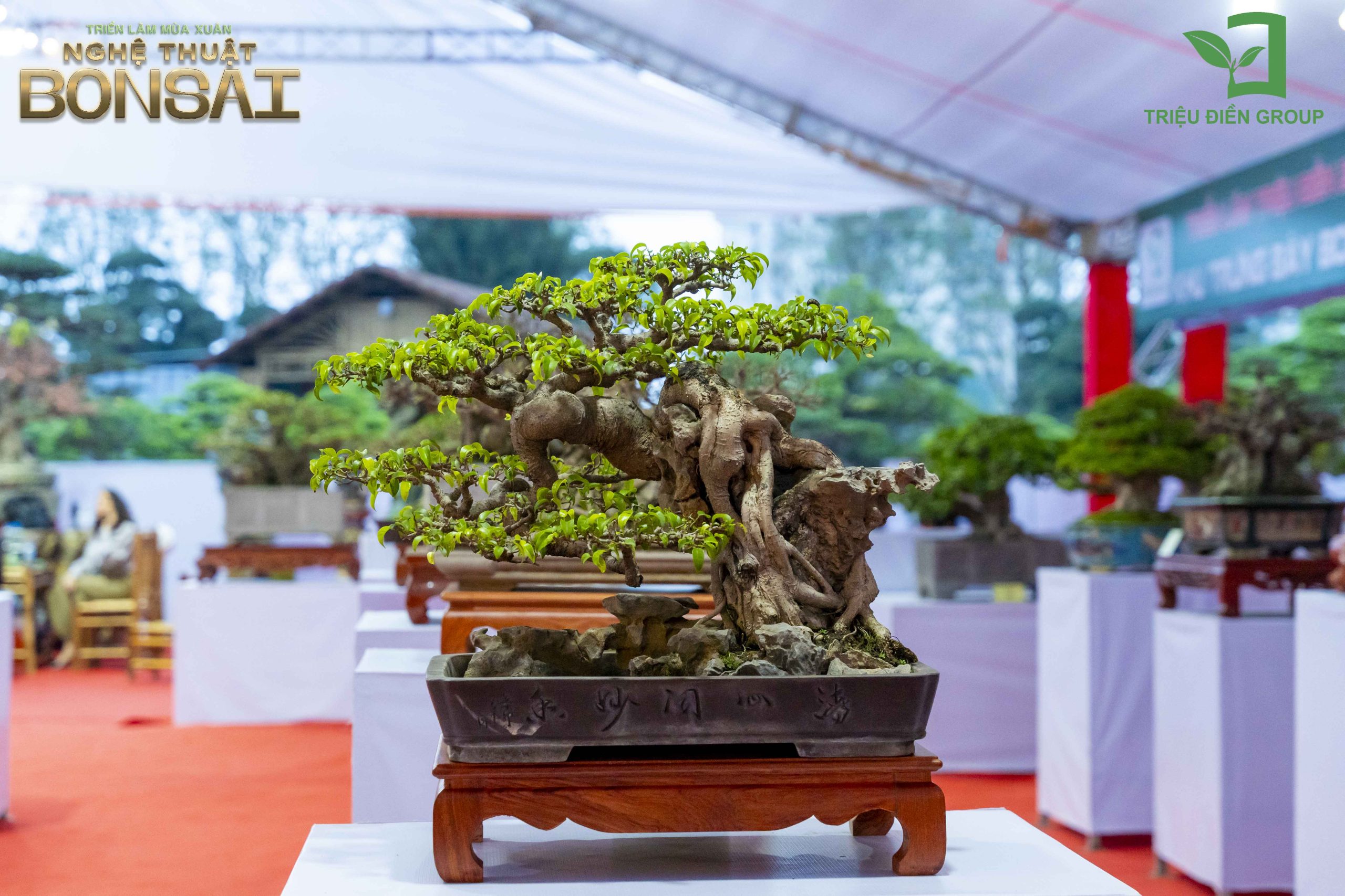 Triển Lãm Mùa Xuân - Nghệ Thuật Bonsai: Lan Tỏa Giá Trị Văn Hóa Cây Cảnh Nghệ Thuật 16 Thiết kế thi công sân vườn trọn gói tại hà nội