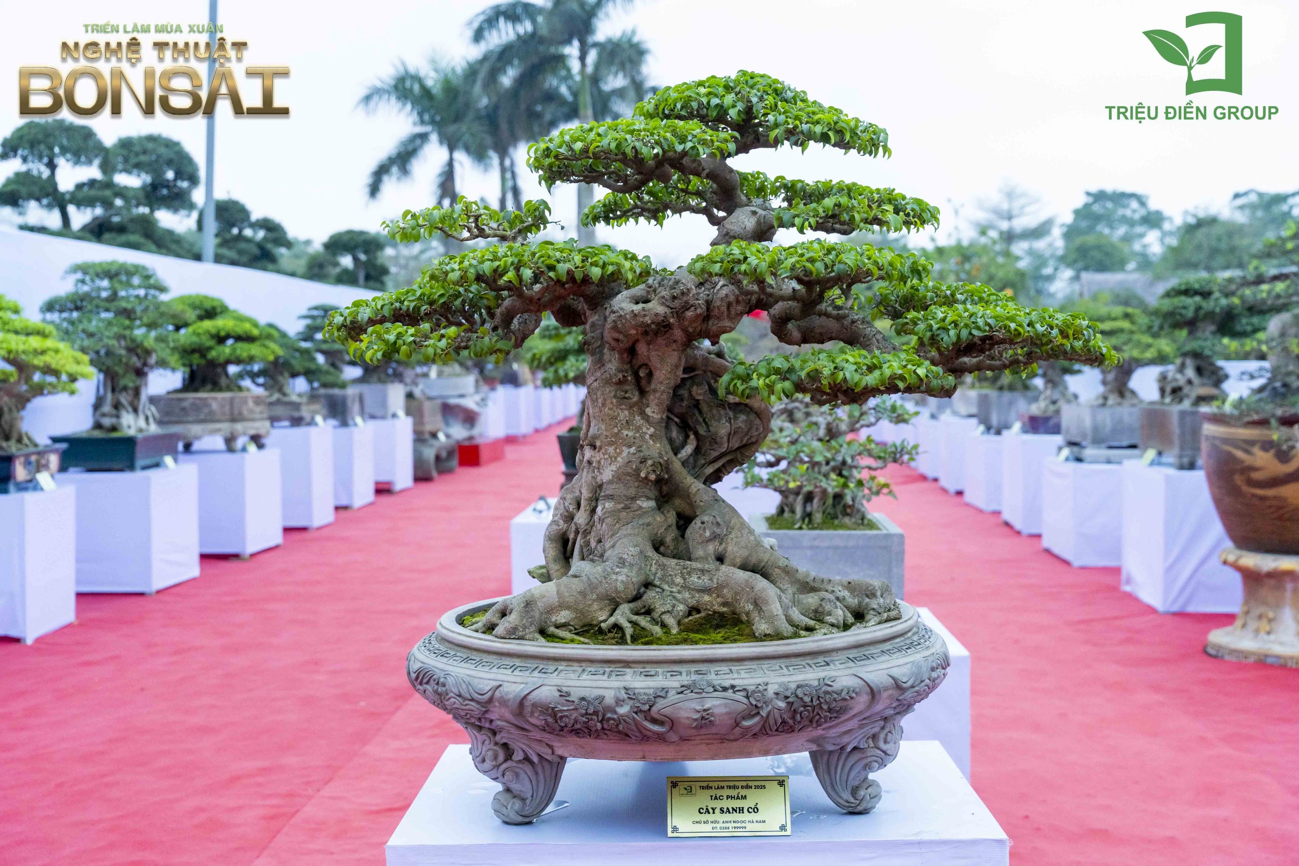 Triển Lãm Mùa Xuân - Nghệ Thuật Bonsai: Lan Tỏa Giá Trị Văn Hóa Cây Cảnh Nghệ Thuật 14 Thiết kế thi công sân vườn trọn gói tại hà nội