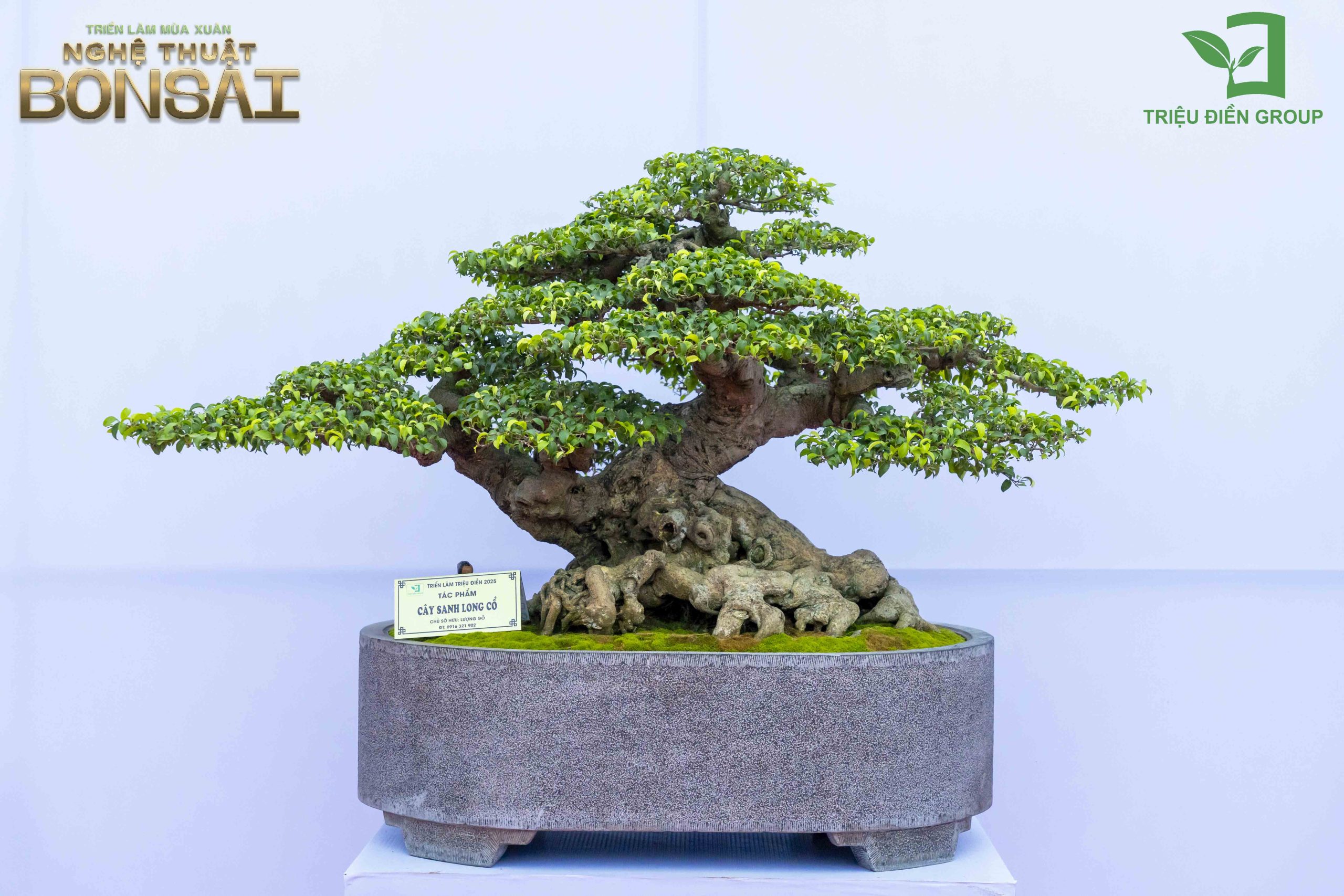 Triển Lãm Mùa Xuân - Nghệ Thuật Bonsai: Lan Tỏa Giá Trị Văn Hóa Cây Cảnh Nghệ Thuật 15 Thiết kế thi công sân vườn trọn gói tại hà nội
