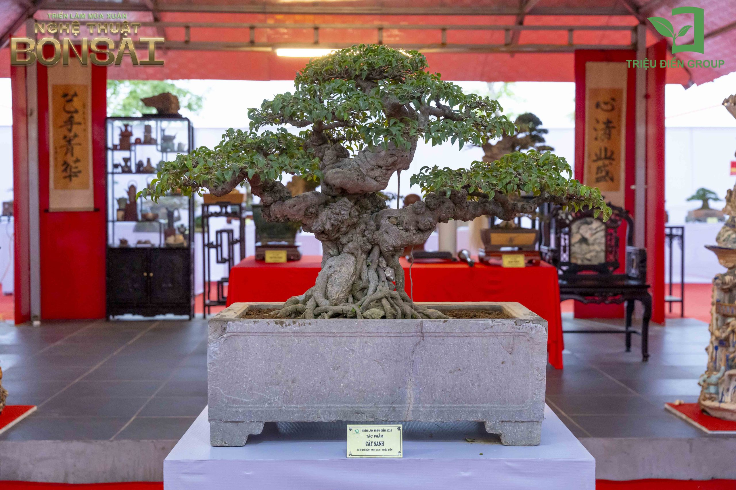 Triển Lãm Mùa Xuân - Nghệ Thuật Bonsai: Lan Tỏa Giá Trị Văn Hóa Cây Cảnh Nghệ Thuật 7 Thiết kế thi công sân vườn trọn gói tại hà nội