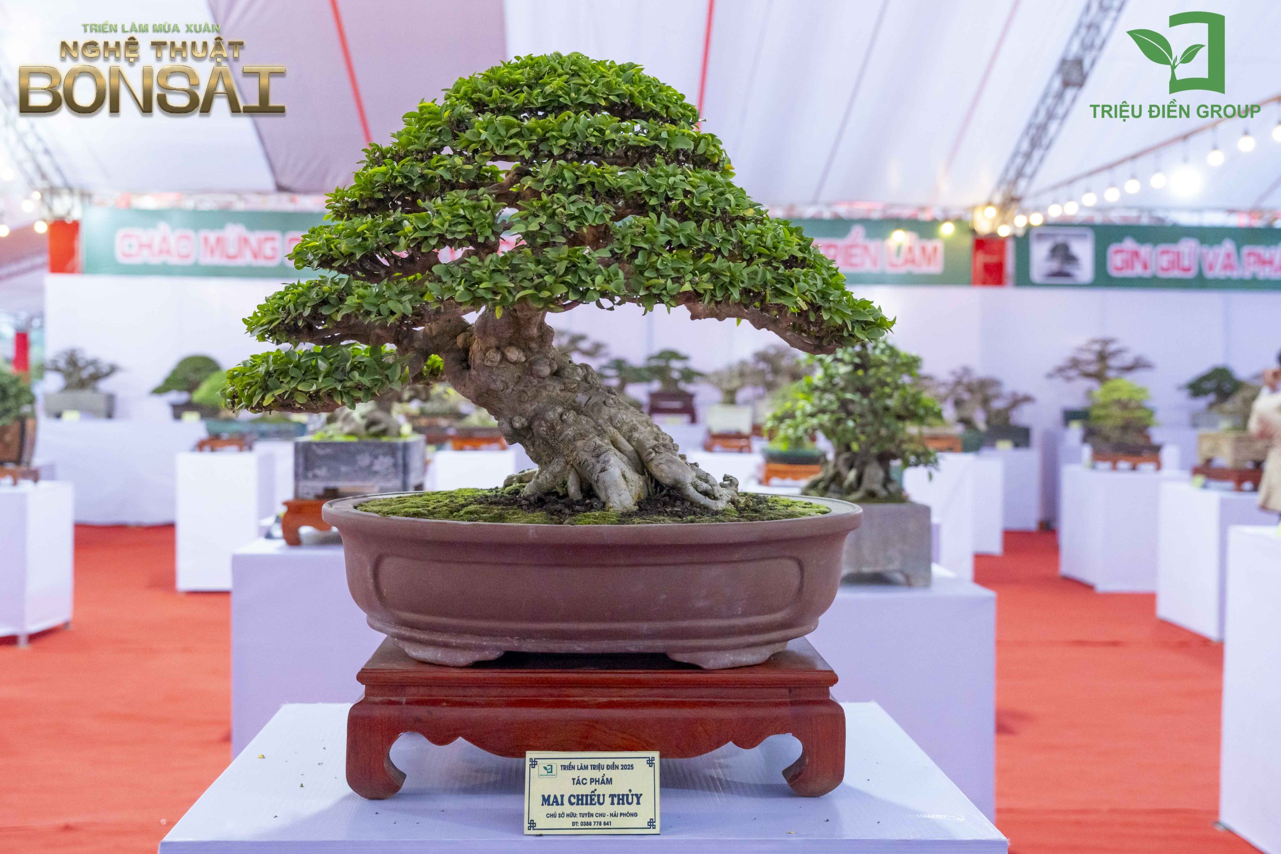 Triển Lãm Mùa Xuân - Nghệ Thuật Bonsai: Lan Tỏa Giá Trị Văn Hóa Cây Cảnh Nghệ Thuật 12 Thiết kế thi công sân vườn trọn gói tại hà nội