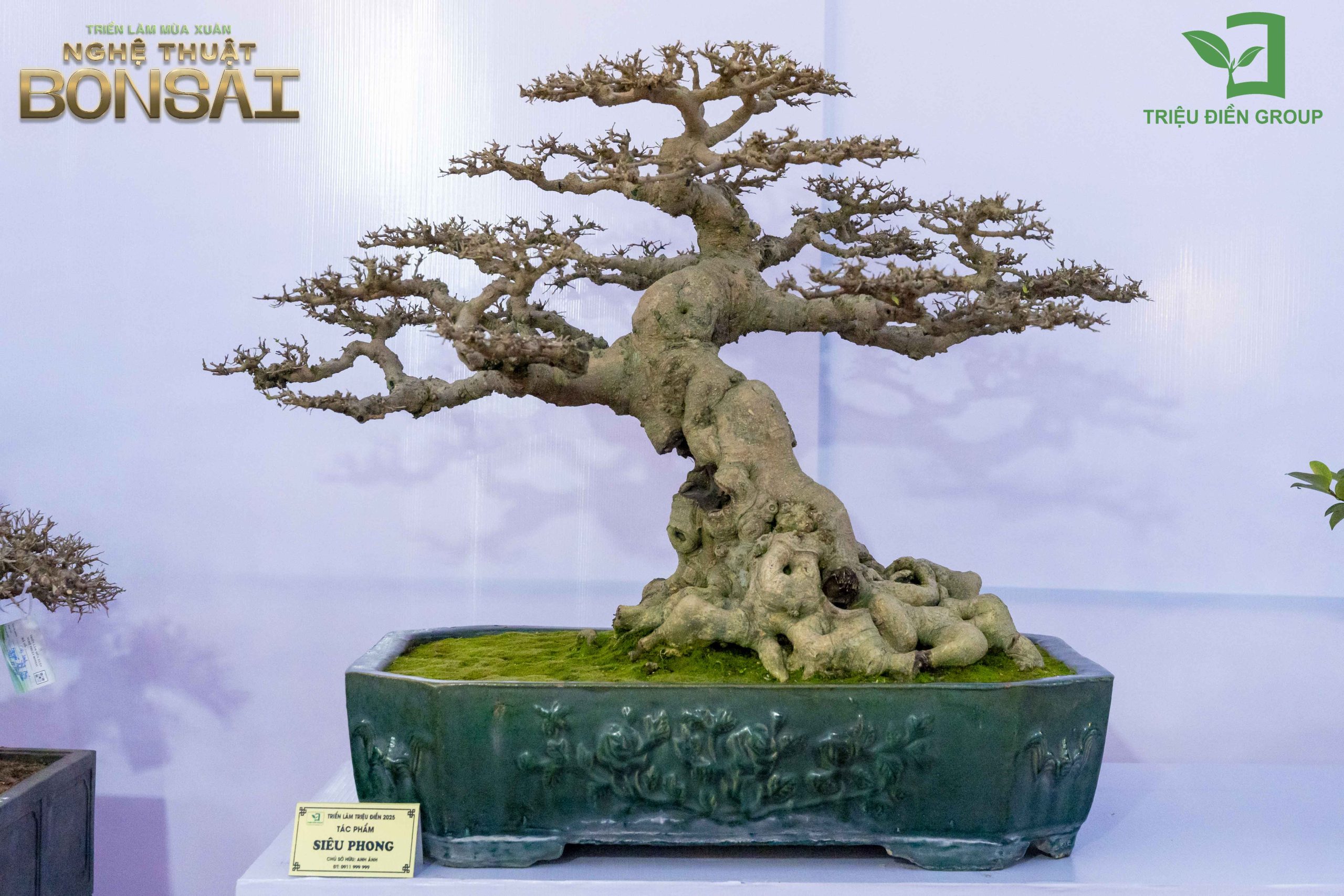 Triển Lãm Mùa Xuân - Nghệ Thuật Bonsai: Lan Tỏa Giá Trị Văn Hóa Cây Cảnh Nghệ Thuật 13 Thiết kế thi công sân vườn trọn gói tại hà nội