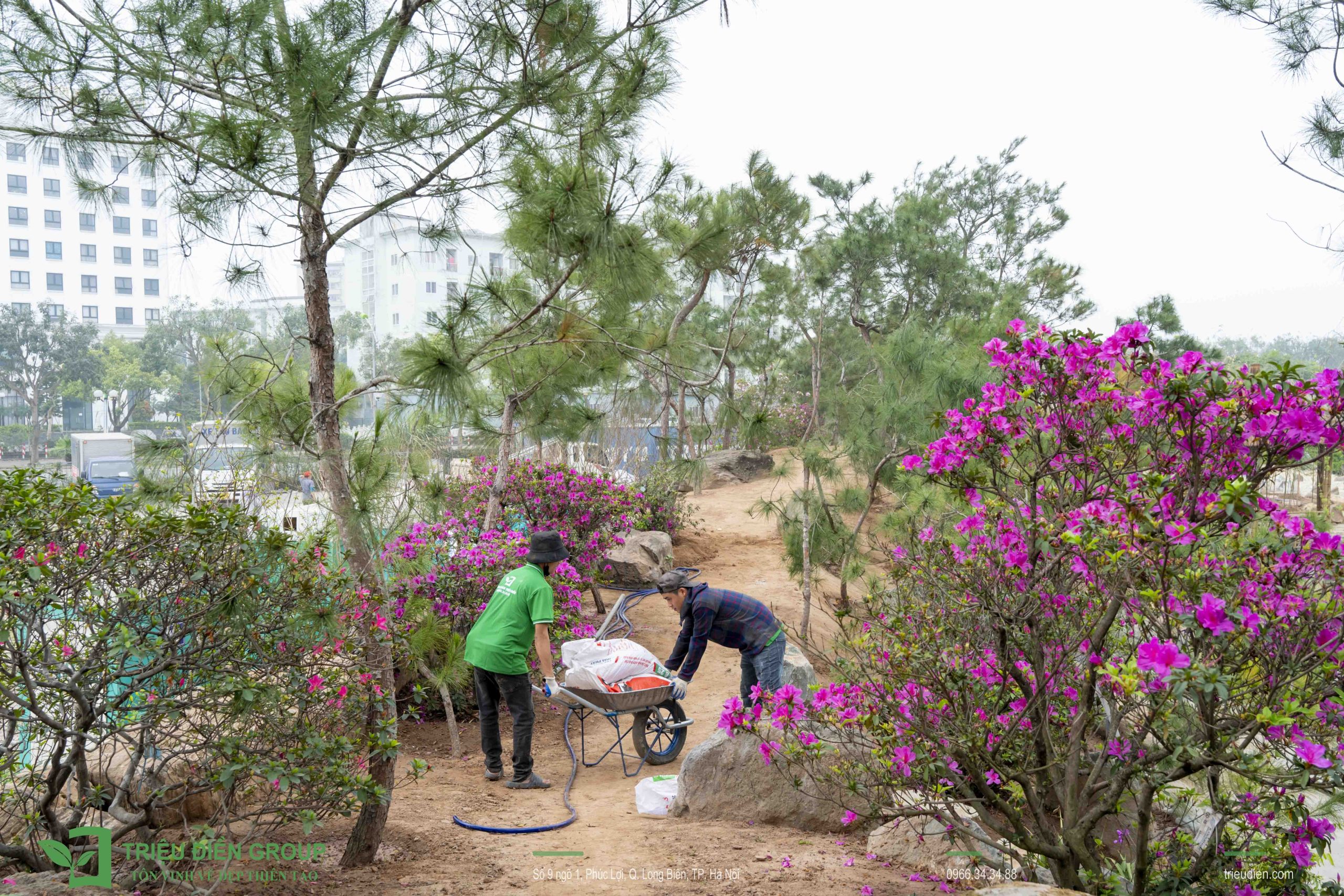 Thi Công Dự Án Sân Vườn Nhật Lớn Nhất Việt Nam 12 Thi Công Dự Án Sân Vườn Nhật Lớn Nhất Việt Nam