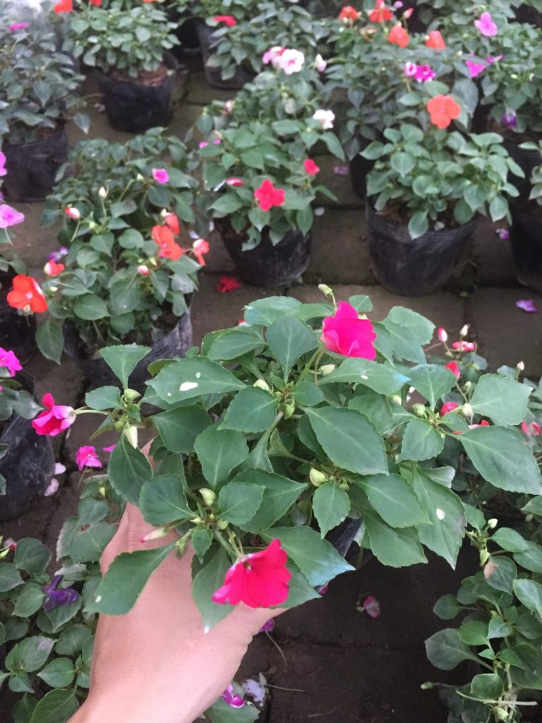 Gợi Ý 10 Loại Hoa Trồng Sân Vườn Biệt Thự Giúp Không Gian Rực Rỡ 23 Thiết kế thi công sân vườn trọn gói tại hà nội