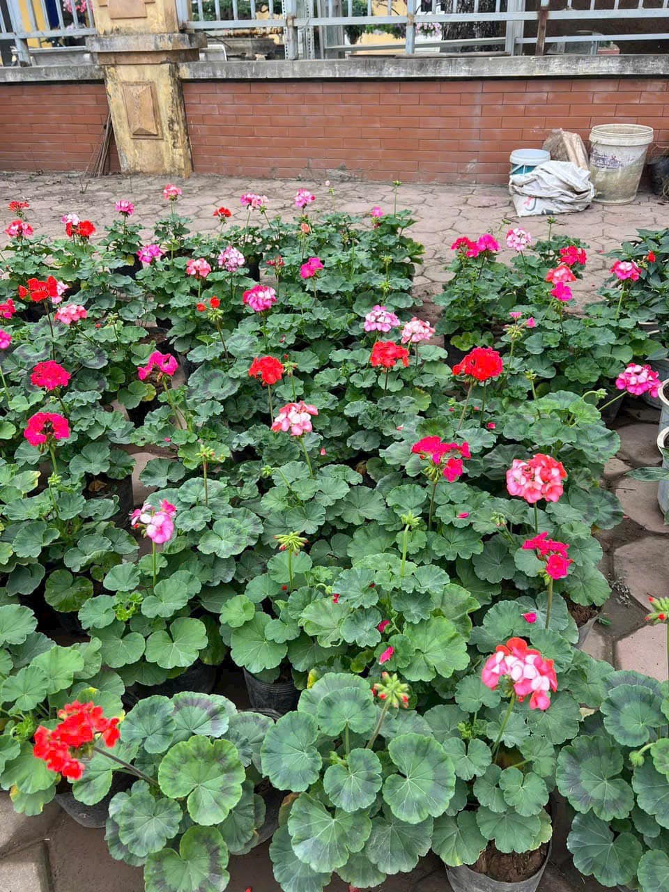 Gợi Ý 10 Loại Hoa Trồng Sân Vườn Biệt Thự Giúp Không Gian Rực Rỡ 19 Thiết kế thi công sân vườn trọn gói tại hà nội