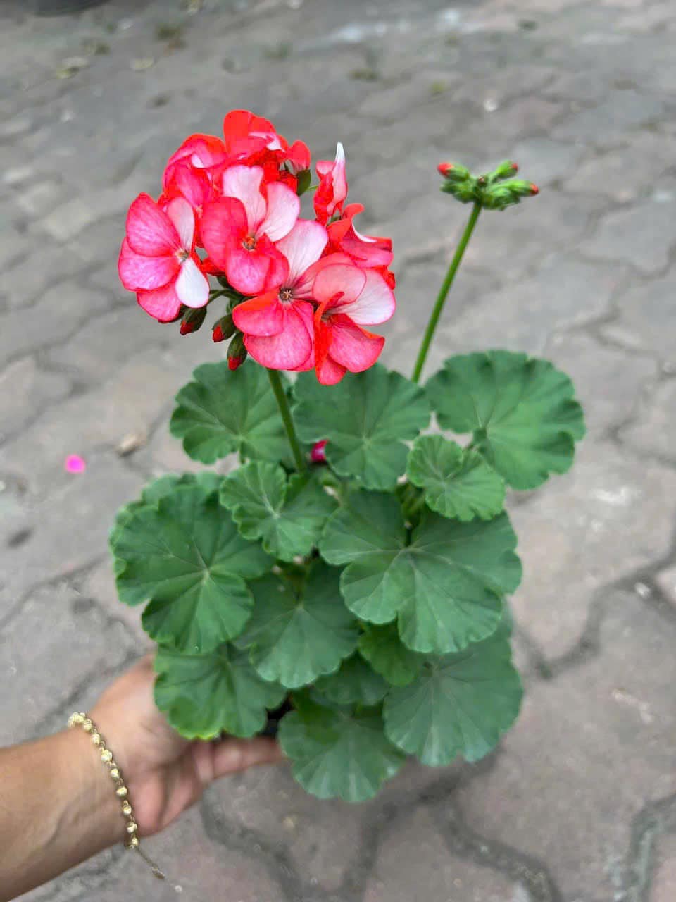 Gợi Ý 10 Loại Hoa Trồng Sân Vườn Biệt Thự Giúp Không Gian Rực Rỡ 18 Thiết kế thi công sân vườn trọn gói tại hà nội