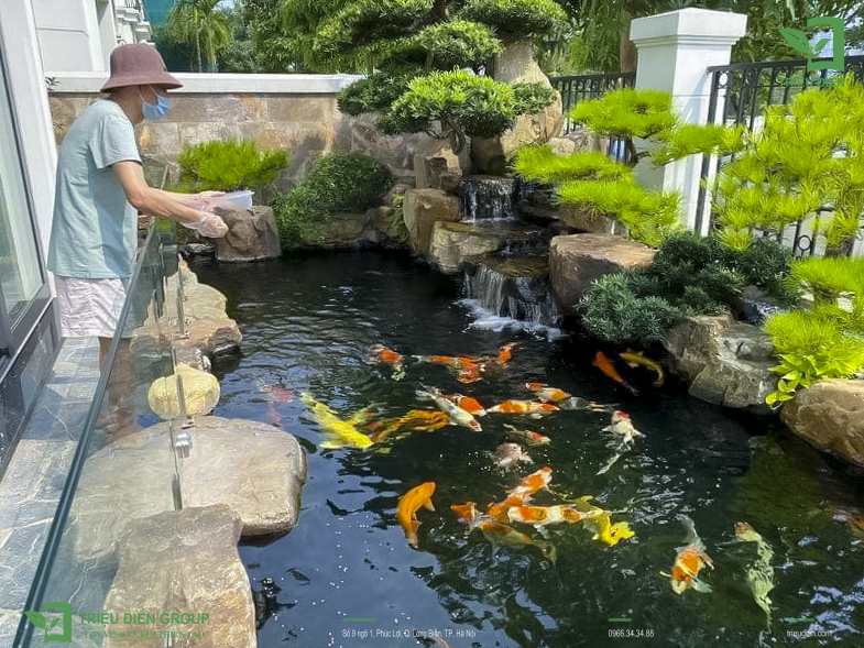Báo Giá Thi Công Hồ Cá Koi Mới Nhất - Dịch Vụ Chuyên Nghiệp Tại Hà Nội 4 Báo Giá Thi Công Hồ Cá Koi