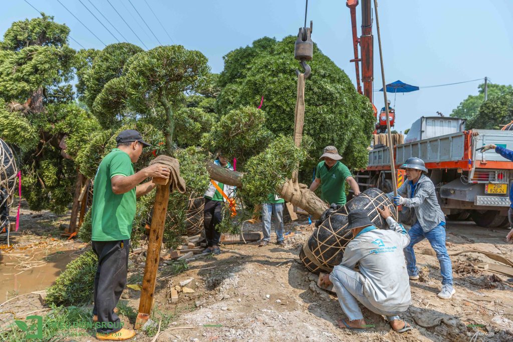 Kỷ Niệm 10 Năm Thành Lập Triệu Điền Group | Hành trình khởi đầu từ đam mê và thử thách 8 Thiết kế thi công sân vườn trọn gói tại hà nội