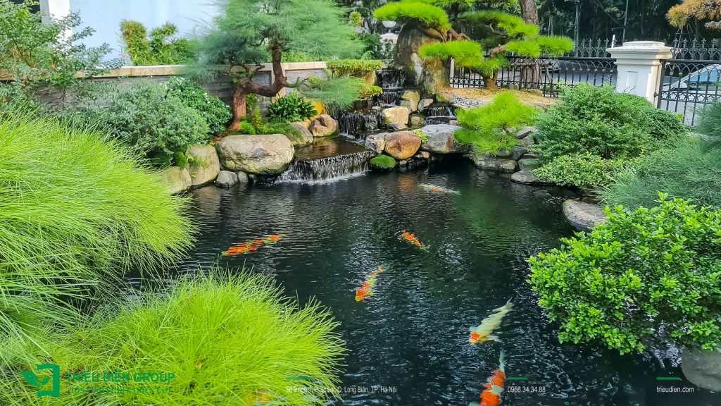 Lưu Ý Khi Thi Công Hồ Cá Koi – Tránh 5 Sai Lầm Thường Gặp 8 Thiết kế thi công sân vườn trọn gói tại hà nội