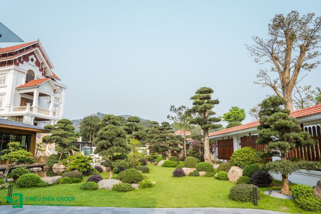 Tùng La Hán Nhật - Khi vẻ đẹp trầm mặc trở thành điểm nhấn cảnh quan sân vườn Nhật 5 Thiết kế thi công sân vườn trọn gói tại hà nội