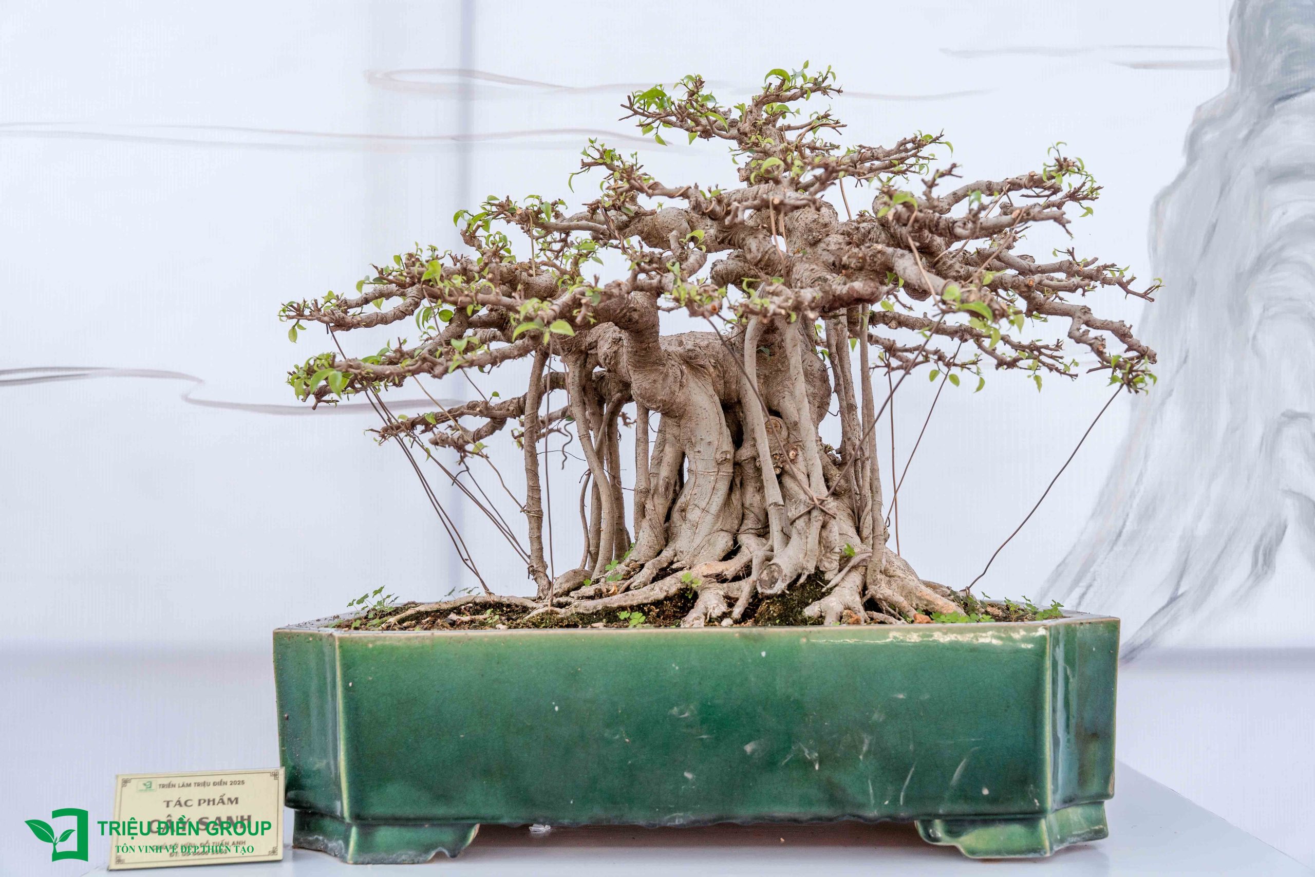 Bonsai – Nghệ thuật thu nhỏ cảnh quan và tinh hoa tạo tác cây cảnh 1 Bonsai – Nghệ Thuật Thu Nhỏ Cảnh Quan Và Tinh Hoa Tạo Tác Cây Cảnh