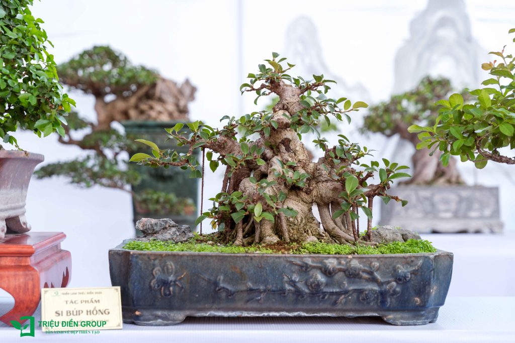 Khám phá 10 Tác phẩm Bonsai đẹp, độc đáo 2025 7 Thiết kế thi công sân vườn trọn gói tại hà nội