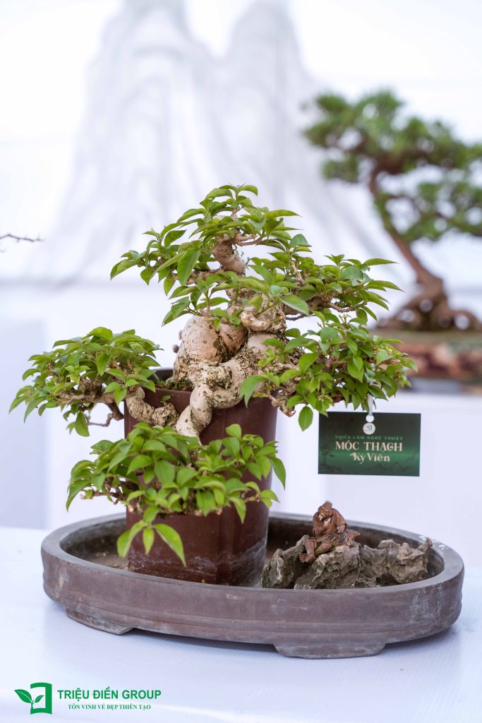 Khám phá 10 Tác phẩm Bonsai đẹp, độc đáo 2025 9 Thiết kế thi công sân vườn trọn gói tại hà nội