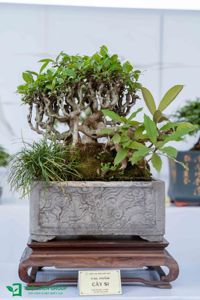 Khám phá 10 Tác phẩm Bonsai đẹp, độc đáo 2025 2 Thiết kế thi công sân vườn trọn gói tại hà nội