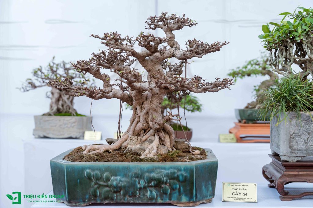 Khám phá 10 Tác phẩm Bonsai đẹp, độc đáo 2025 3 Thiết kế thi công sân vườn trọn gói tại hà nội