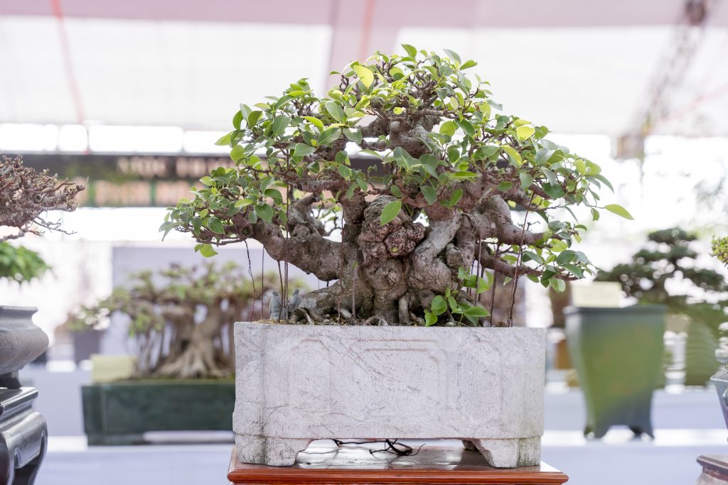 Thiết kế thi công sân vườn trọn gói tại hà nội