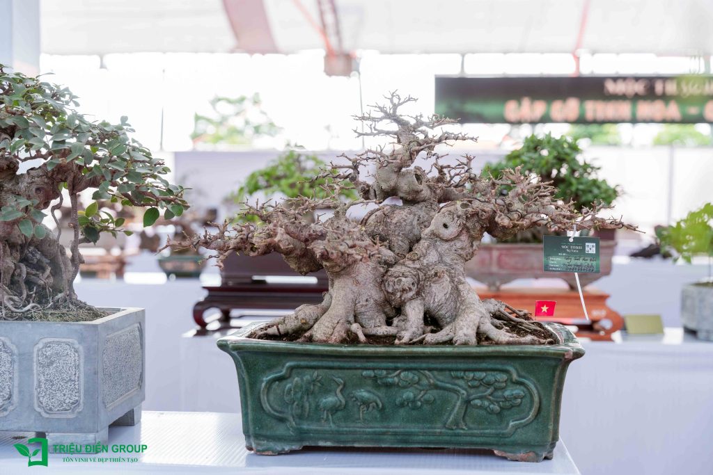 Khám phá 10 Tác phẩm Bonsai đẹp, độc đáo 2025 10 Thiết kế thi công sân vườn trọn gói tại hà nội