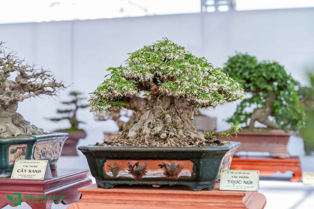 Khám phá 10 Tác phẩm Bonsai đẹp, độc đáo 2025 11 Thiết kế thi công sân vườn trọn gói tại hà nội