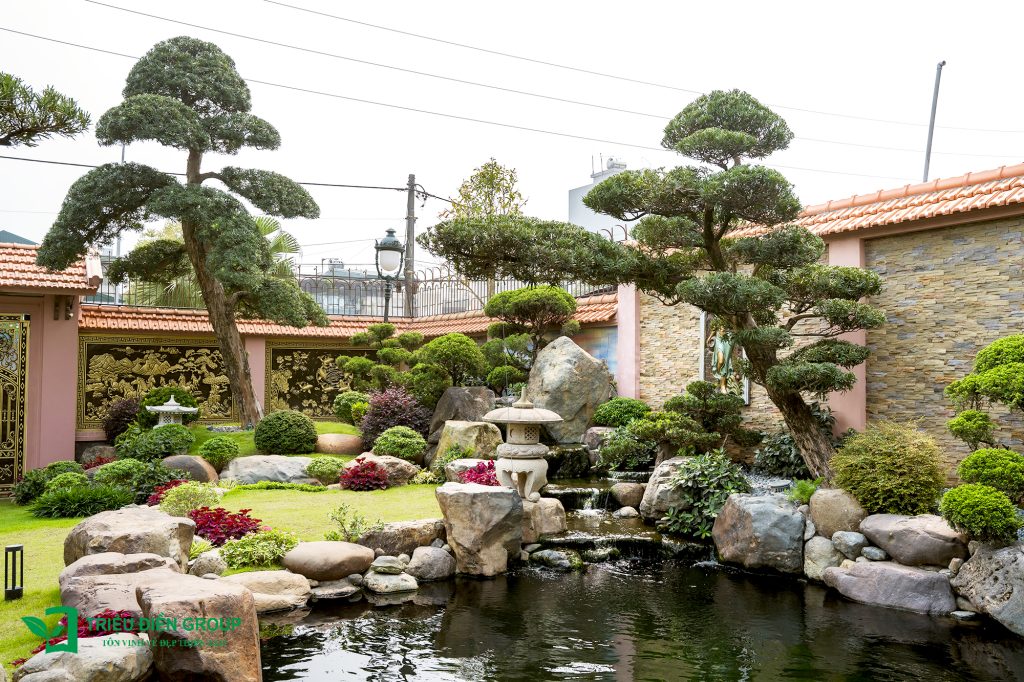 Tùng La Hán Nhật - Khi vẻ đẹp trầm mặc trở thành điểm nhấn cảnh quan sân vườn Nhật 3 Thiết kế thi công sân vườn trọn gói tại hà nội