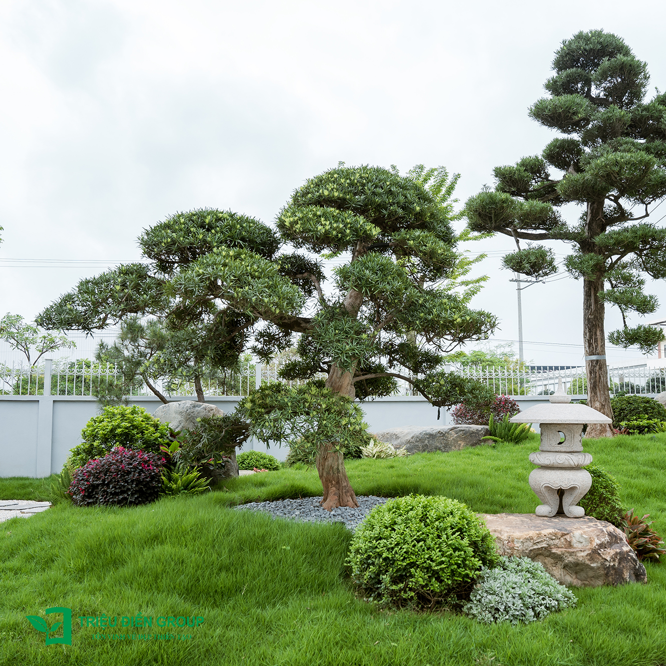 Tùng La Hán Nhật – Khi vẻ đẹp trầm mặc trở thành điểm nhấn cảnh quan sân vườn Nhật