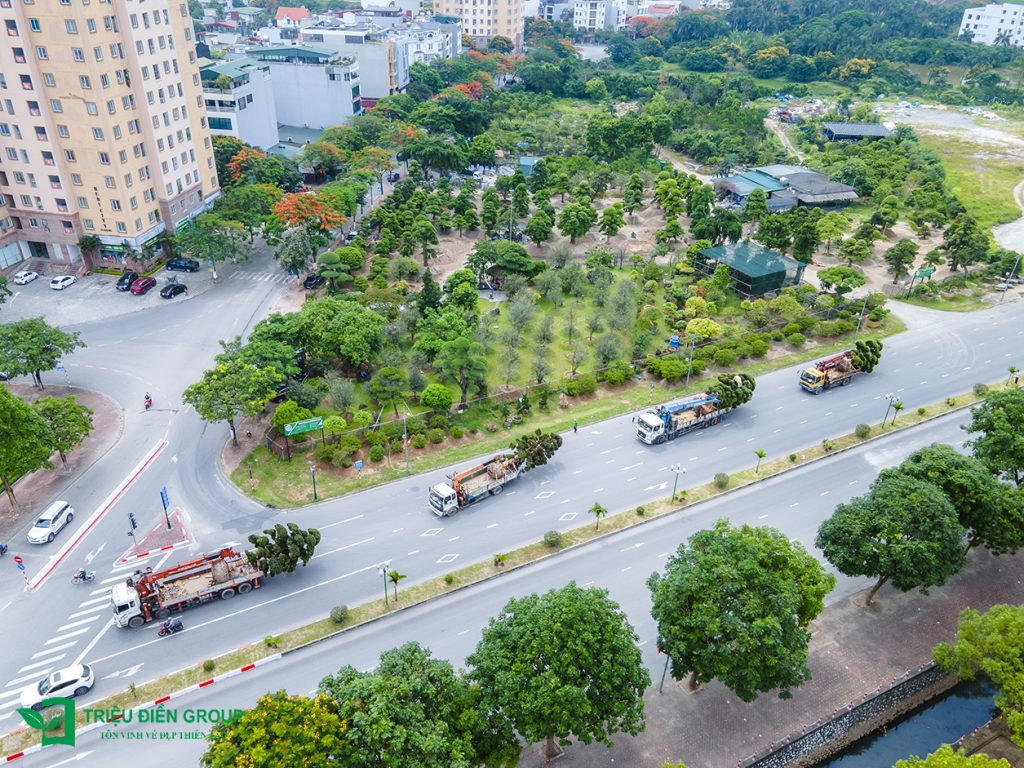 Tùng La Hán Nhật - Khi vẻ đẹp trầm mặc trở thành điểm nhấn cảnh quan sân vườn Nhật 6 Thiết kế thi công sân vườn trọn gói tại hà nội
