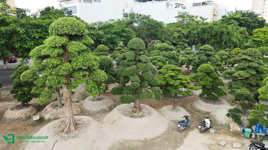 Tùng La Hán Nhật - Khi vẻ đẹp trầm mặc trở thành điểm nhấn cảnh quan sân vườn Nhật 2 Thiết kế thi công sân vườn trọn gói tại hà nội
