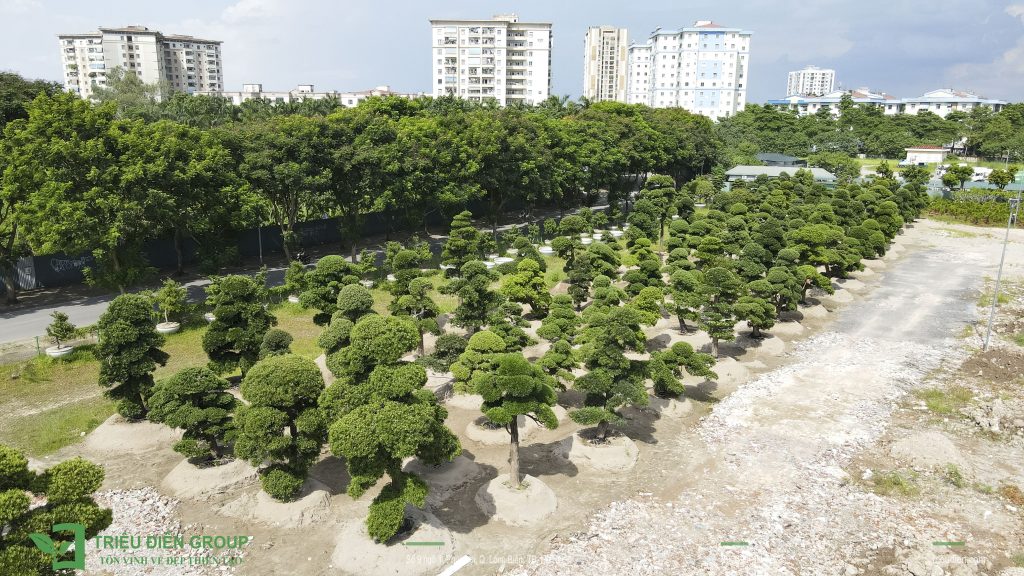 Hướng dẫn trồng Tùng La Hán đúng kỹ thuật tại sân vườn 7 Thiết kế thi công sân vườn trọn gói tại hà nội