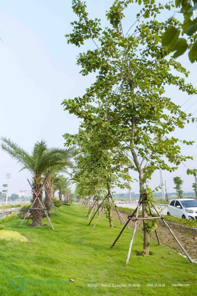 Cung cấp cây xanh công trình - Giải pháp xanh cho đô thị hiện đại 6 Thiết kế thi công sân vườn trọn gói tại hà nội