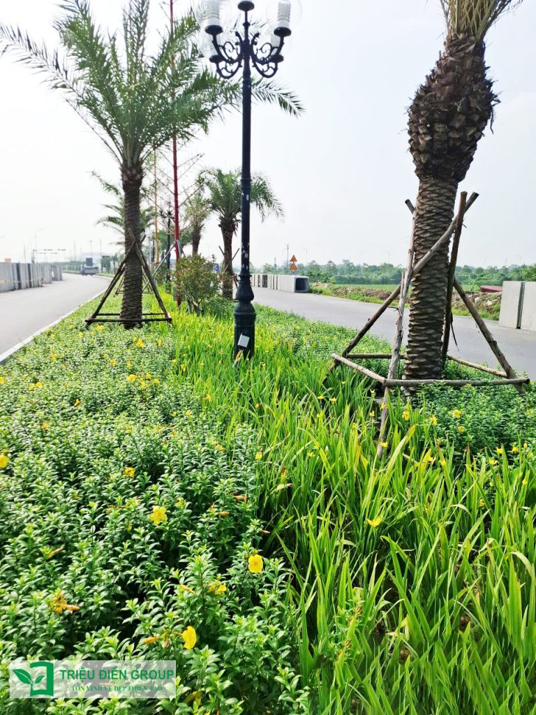 Cung cấp cây xanh công trình - Giải pháp xanh cho đô thị hiện đại 7 Thiết kế thi công sân vườn trọn gói tại hà nội