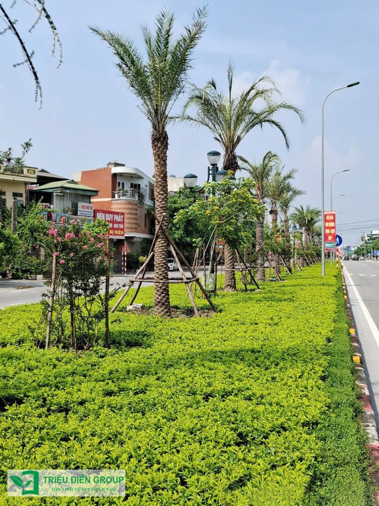 Cung cấp cây xanh công trình - Giải pháp xanh cho đô thị hiện đại 9 Thiết kế thi công sân vườn trọn gói tại hà nội