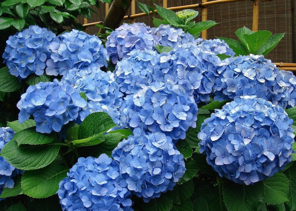 Hoa tiểu cảnh phù hợp với khí hậu Việt Nam - Giải pháp cho sân vườn biệt thự 2 Thiết kế thi công sân vườn trọn gói tại hà nội