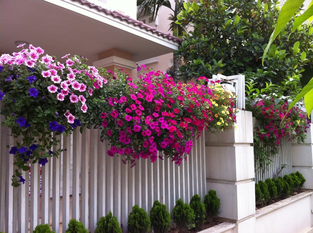 Hoa tiểu cảnh phù hợp với khí hậu Việt Nam - Giải pháp cho sân vườn biệt thự 10 Thiết kế thi công sân vườn trọn gói tại hà nội
