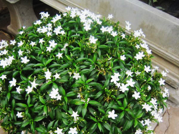 Hoa tiểu cảnh phù hợp với khí hậu Việt Nam - Giải pháp cho sân vườn biệt thự 3 Thiết kế thi công sân vườn trọn gói tại hà nội