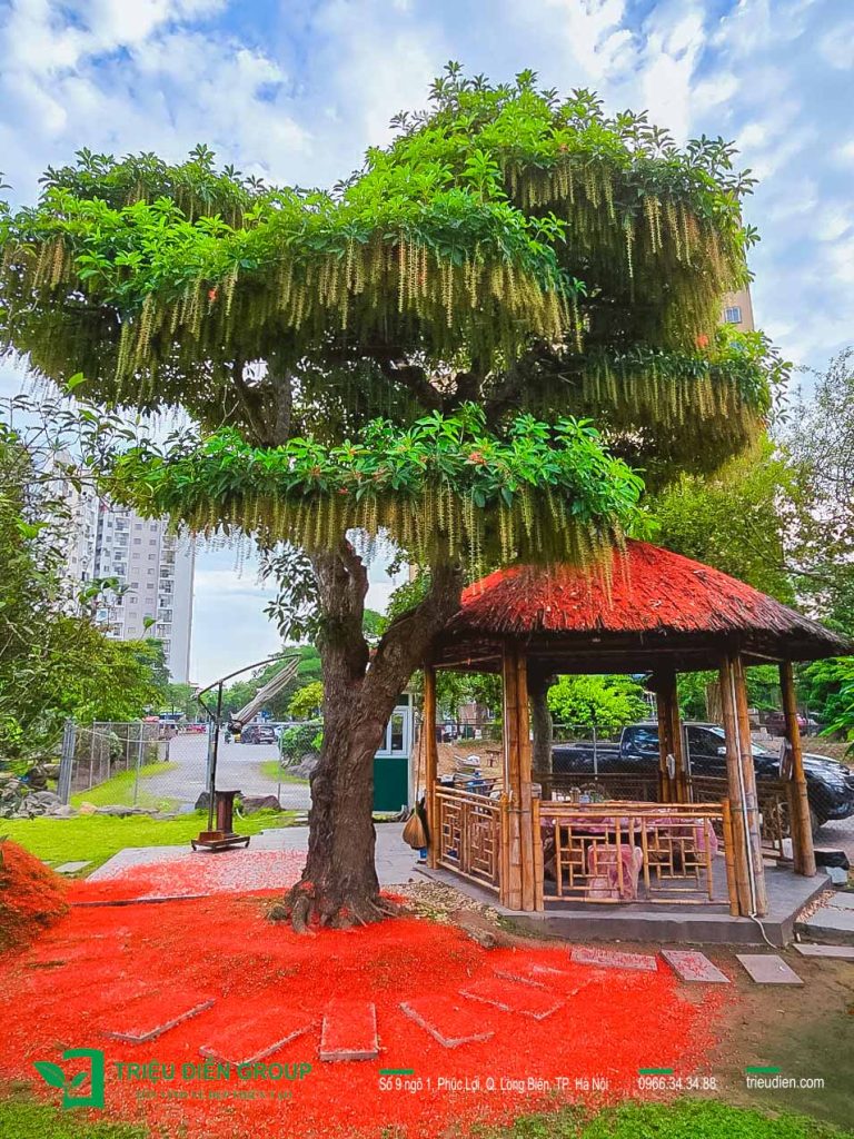 Giải pháp thiết kế và thi công sân vườn biệt thự tại Đà Nẵng toàn diện và chuyên nghiệp 9 Thiết kế thi công sân vườn trọn gói tại hà nội
